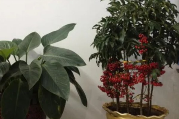 让朱砂根来年结果的方法,应确保植株受光均匀