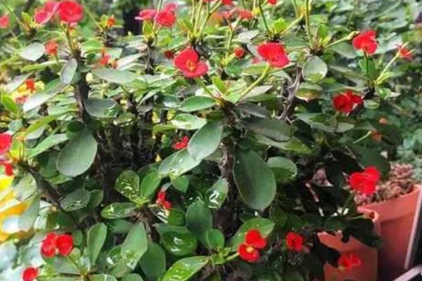 铁海棠冬季怎么养殖，每隔1周浇一次水