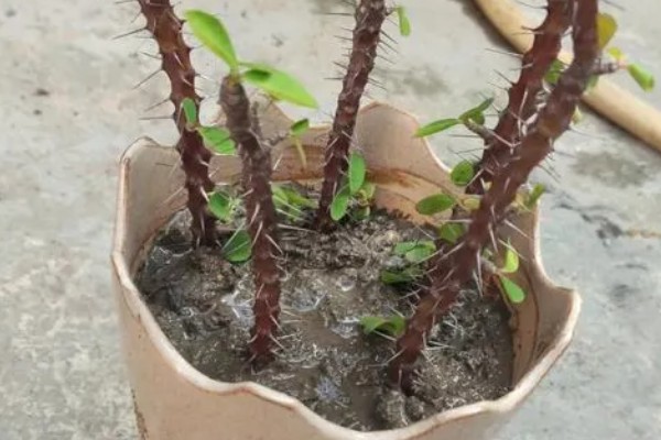铁海棠冬季怎么养殖，每隔1周浇一次水