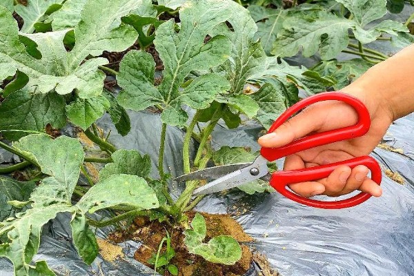 西瓜子怎么种植可以出芽，要进行催芽处理