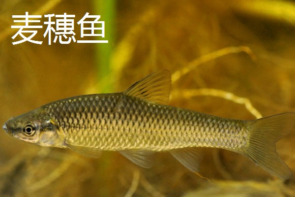 麦穗鱼的习性,具有杂食性、广温性、广适性等