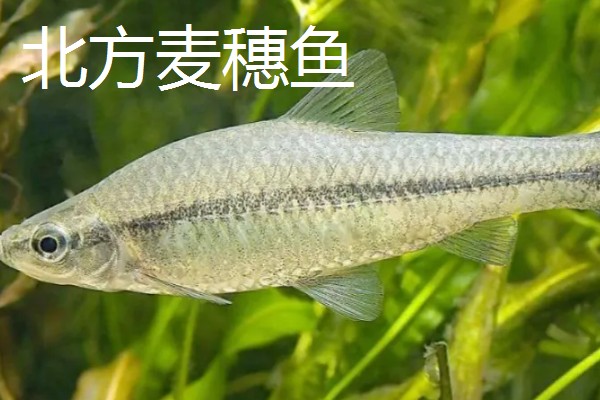 麦穗鱼的习性,具有杂食性、广温性、广适性等