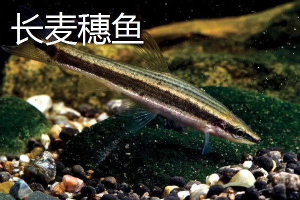 麦穗鱼的习性,具有杂食性、广温性、广适性等