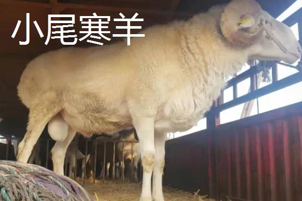 羊的哪些部位的肉好吃，有羊上脑、羊腿肉等