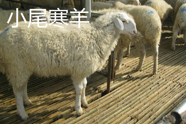 羊的哪些部位的肉好吃，有羊上脑、羊腿肉等