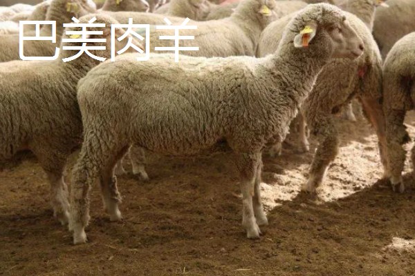 羊的哪些部位的肉好吃，有羊上脑、羊腿肉等