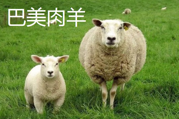 羊的哪些部位的肉好吃，有羊上脑、羊腿肉等