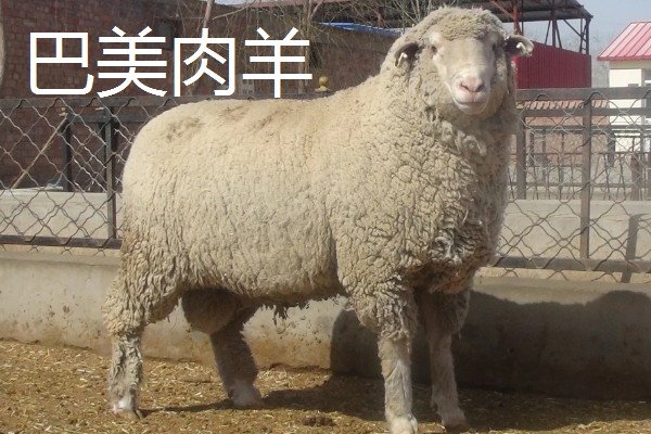 羊的哪些部位的肉好吃，有羊上脑、羊腿肉等