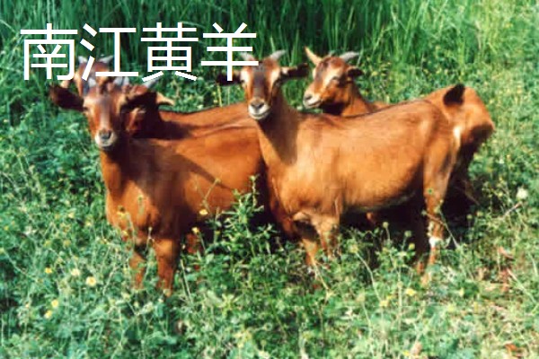 羊的哪些部位的肉好吃，有羊上脑、羊腿肉等