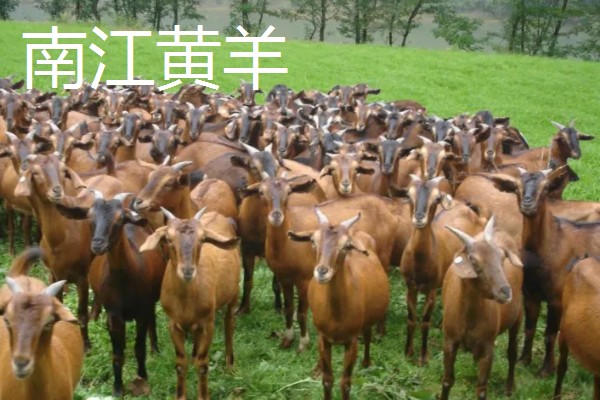 羊的哪些部位的肉好吃，有羊上脑、羊腿肉等