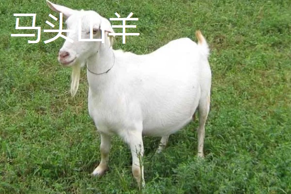 羊的哪些部位的肉好吃，有羊上脑、羊腿肉等
