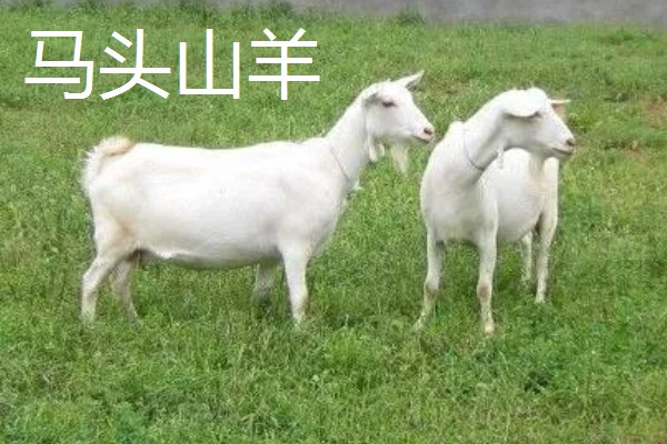 羊的哪些部位的肉好吃，有羊上脑、羊腿肉等