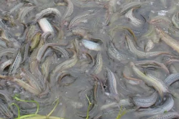 泥鳅怎么养殖,池水透明度控制在15-20厘米