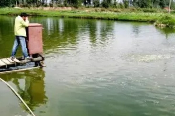 泥鳅怎么养殖,池水透明度控制在15-20厘米