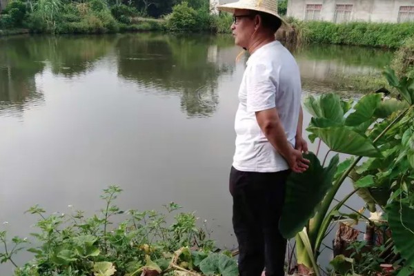 泥鳅怎么养殖,池水透明度控制在15-20厘米