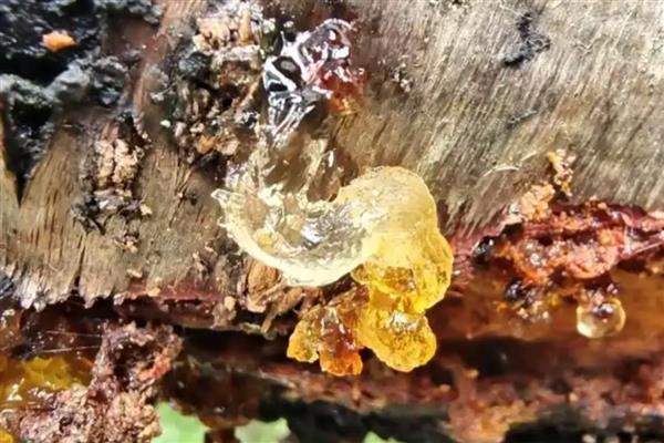 桃树出桃胶的时间,会在3-4月份左右出现
