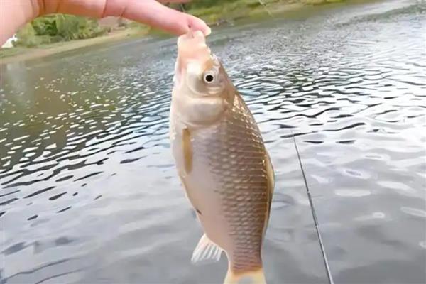 鲫鱼适应水中生活的形态结构的特点，体色上深下浅