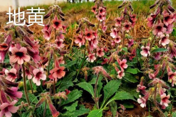 种植中药的年收入，具体效益因品种而异