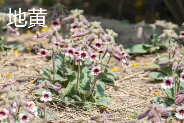种植中药的年收入，具体效益因品种而异