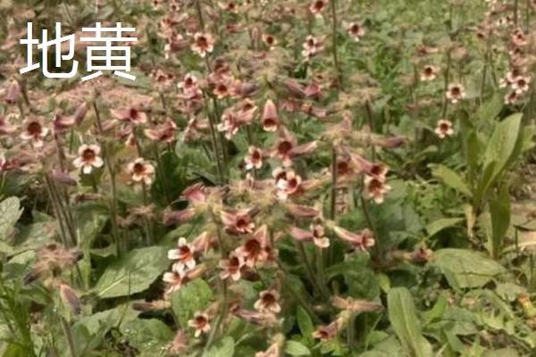 种植中药的年收入，具体效益因品种而异