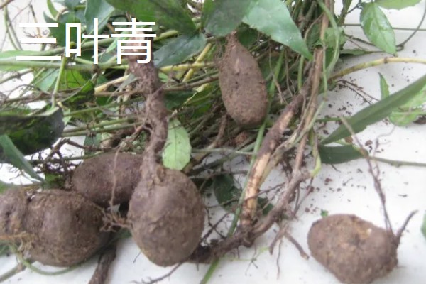 种植中药的年收入，具体效益因品种而异