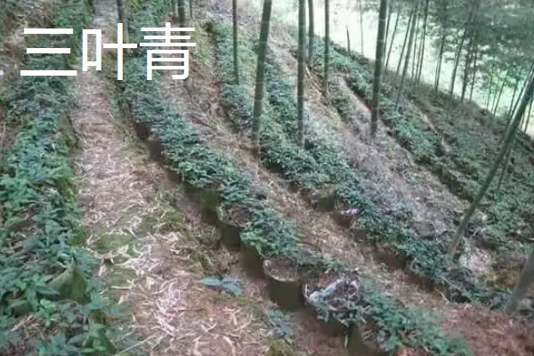 种植中药的年收入，具体效益因品种而异