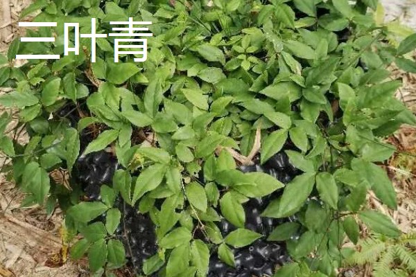 种植中药的年收入，具体效益因品种而异