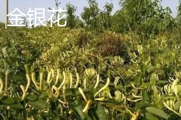 种植中药的年收入，具体效益因品种而异