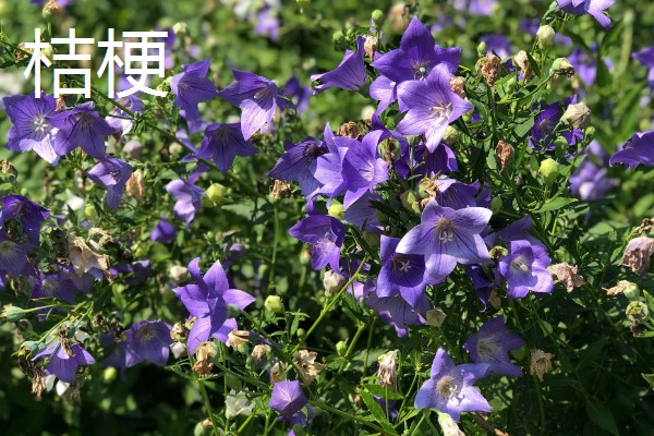 种植中药的年收入，具体效益因品种而异