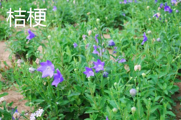 种植中药的年收入，具体效益因品种而异