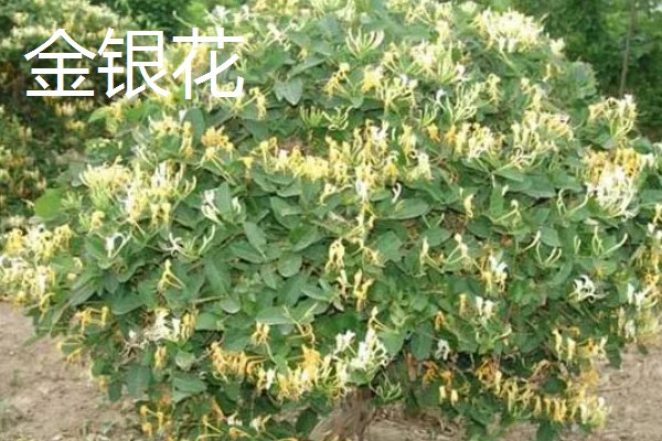种植中药的年收入，具体效益因品种而异