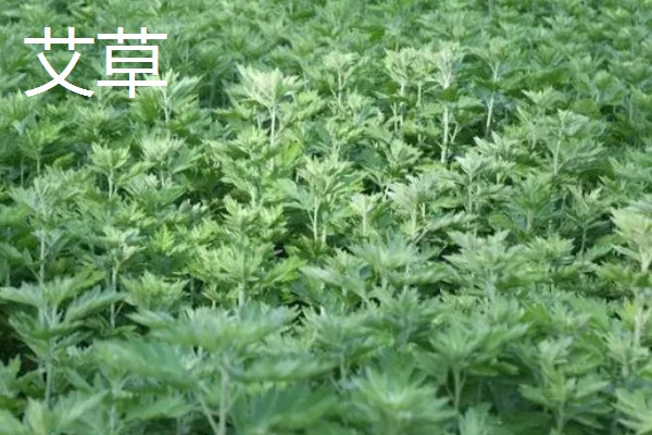 种植中药的年收入，具体效益因品种而异