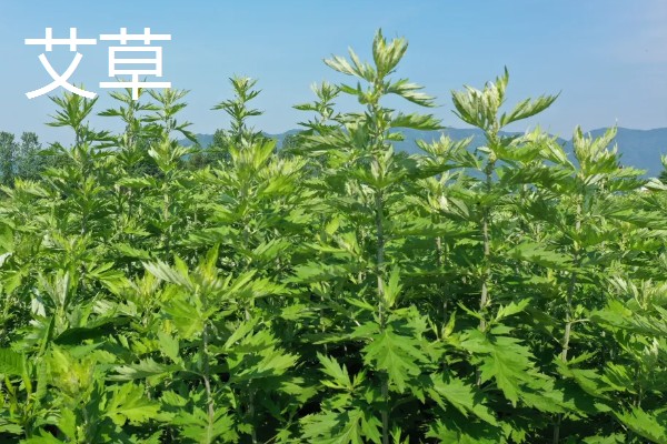 种植中药的年收入，具体效益因品种而异