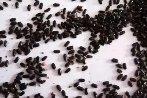茄子的育苗方法，常用播种育苗的方法