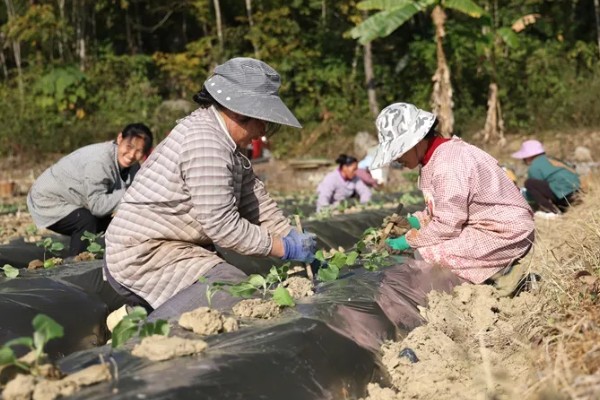 茄子的育苗方法，常用播种育苗的方法