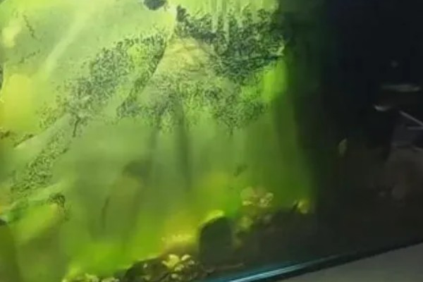 鱼缸PH值怎么调节,可以加入一些榄仁叶、沉木等