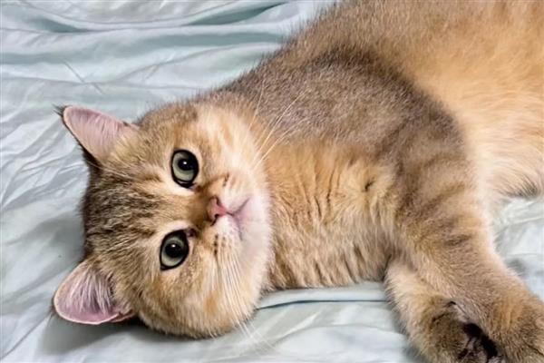 猫鼻支的防治方式，需要注意加强猫咪的营养
