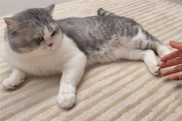 猫鼻支的防治方式，需要注意加强猫咪的营养