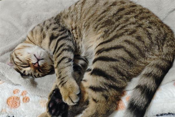 猫鼻支的防治方式，需要注意加强猫咪的营养