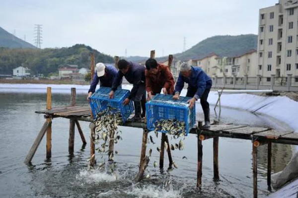 泥鳅怎么养殖,池水透明度控制在15-20厘米
