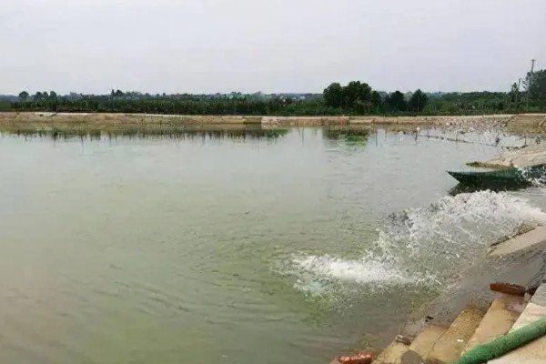 泥鳅怎么养殖,池水透明度控制在15-20厘米