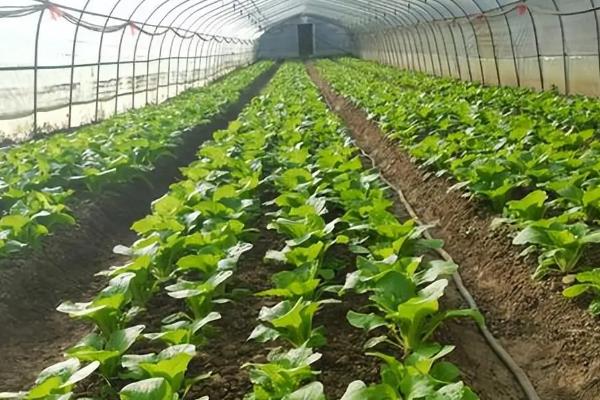 蔬菜烂根的原因,可能是光照不足所致