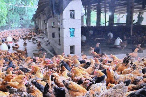 养鸡常见错误用药方法，主要有以下4个误区