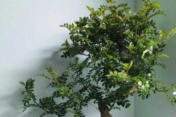 清香木的寓意是什么,寓意淡雅、奉献等