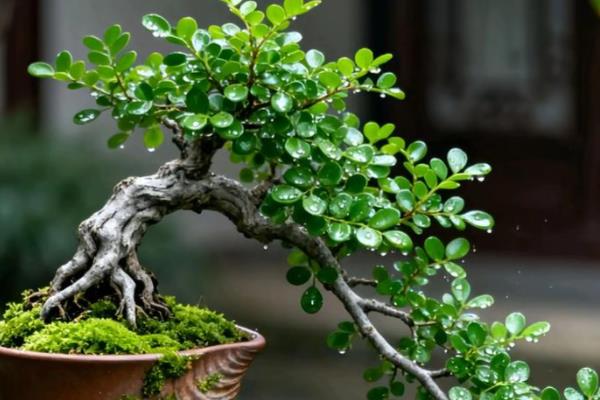 清香木的寓意是什么,寓意淡雅、奉献等