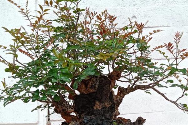 清香木的寓意是什么,寓意淡雅、奉献等