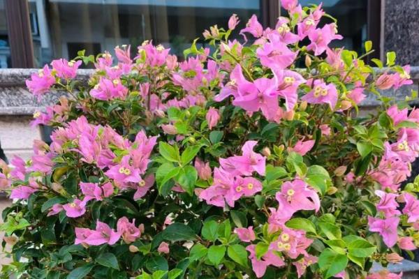 三角梅肥料过多叶子卷怎么处理,要及时将积水排出