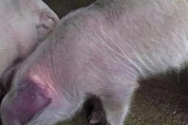 猪蓝耳病的症状，新生仔猪体温会升高至40℃以上