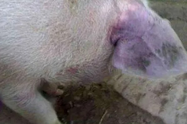 猪蓝耳病的症状，新生仔猪体温会升高至40℃以上