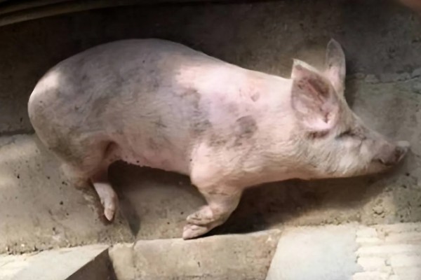 猪蓝耳病的症状，新生仔猪体温会升高至40℃以上